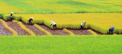 沃野流金兴安盟，一粒大米藏尽北国秋光