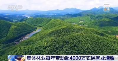 青山成了“金山”！我國林草產(chǎn)業(yè)年產(chǎn)值突破10萬億元