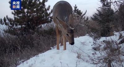 60種國家重點(diǎn)保護(hù)動(dòng)物在冊！西寧摸清野生動(dòng)物“家底”