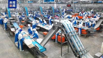 中國主導(dǎo)制定、填補行業(yè)空白 雞屠宰有了國際標(biāo)準(zhǔn)