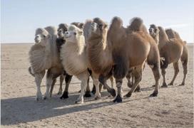 錫盟5大“珍寶”躋身“國(guó)?！?！