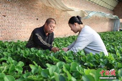 “草莓姑娘”返鄉(xiāng)記：“00后”新農(nóng)人跑出“加速度”