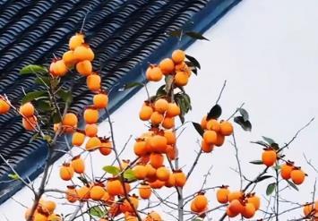 柿子與白墻同框 中式意蘊拉滿