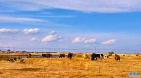 霜染草原 秋意漫天涯