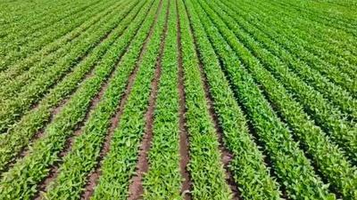 “气象智脑”精准导航！呼伦贝尔1400万亩“塞外粮仓”喜获丰收