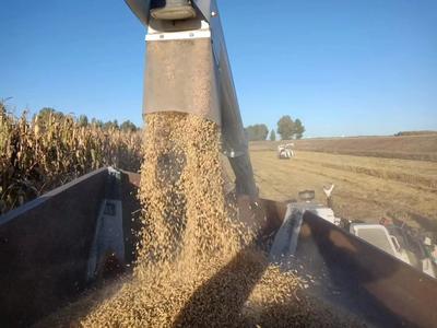 九龙乡的兴安盟大米，凭啥被北京企业一口气订70万斤？