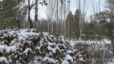 刷爆朋友圈的今冬初雪 真的來啦！