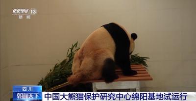 國寶添“新家”！首批13只大熊貓正式入住綿陽基地