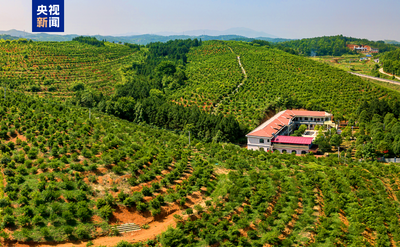 “十四五”期間我國茶油產(chǎn)量增長53%