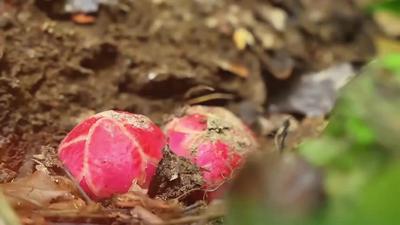 珍稀寄生花现身云南 无叶无根绽放短暂绚烂