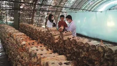 寧城縣：科技小院賦能“小菌菇” 撐起鄉(xiāng)村振興“大產(chǎn)業(yè)”