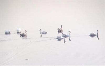 候鳥“打卡”石咀子水庫 