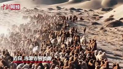 火火火！央視加持+1.2 億次圍觀 ，阿拉善駱駝轉(zhuǎn)場(chǎng)震撼出圈～