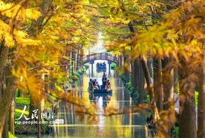 江蘇興化：濕地公園冬景如畫