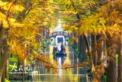 江蘇興化：濕地公園冬景如畫