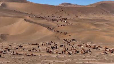 央媒聚焦阿拉善丨阿拉善“駱駝遷徙” 有多燃？11月18日至20日，鎖定央視CCTV→