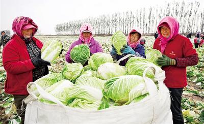 麥后復種 一年兩收 　　
