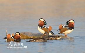 山東青州：鴛鴦戲水