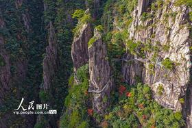 安徽黃山：峰林盡染秋意濃