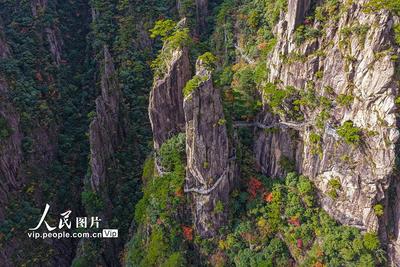 安徽黃山：峰林盡染秋意濃