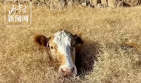 牛躲在草堆里“开小灶”