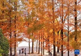 初冬时节，神州大地开启“美颜”模式