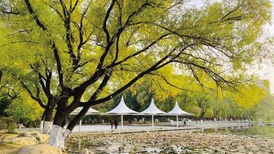 青城公園秋景如畫“微改造” 提升游園體驗  