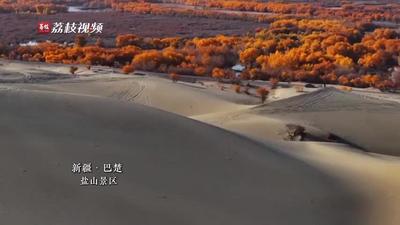 鎏金璀璨！新疆巴楚三百万亩胡杨换金装壮美如画
