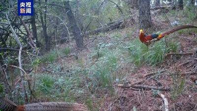 珍稀动物接连现身 红外相机记录华北豹、褐马鸡等影像