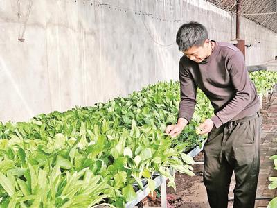 破土即鮮！烏海市“活體蔬菜”試種成功