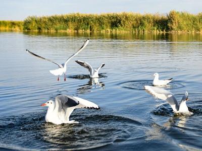 黄河“几字弯”生态保护启示录——来自内蒙古防沙治沙一线的调查报告