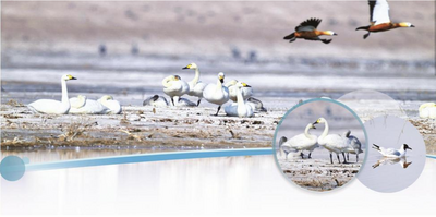 候鳥(niǎo)翩躚！烏海市迎來(lái)最佳觀鳥(niǎo)季