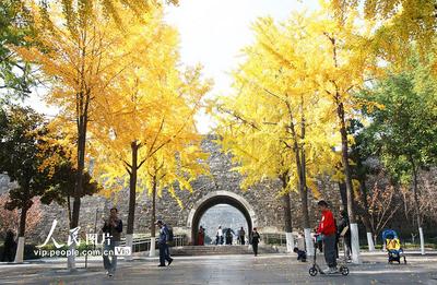 江蘇南京：銀杏披“金甲”