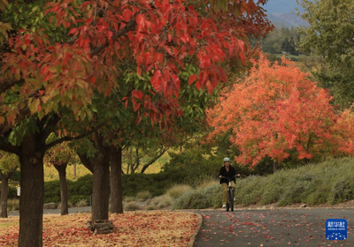 美國加州納帕谷秋色