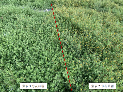 蒙草生態培育花苜蓿新品種通過國家審定，高產性突出、草質優良