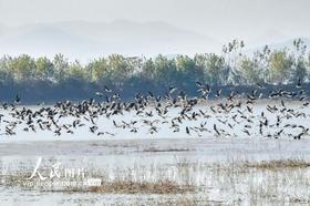 安徽樅陽(yáng)：候鳥(niǎo)翔集