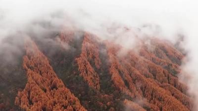 好美！多地紅葉聯(lián)動，一起看萬山紅遍