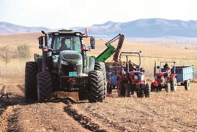 桔梗不負(fù)秋 豐收富鄉(xiāng)親