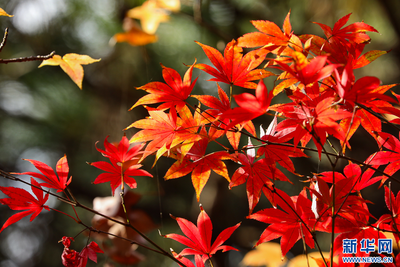 昆明：火紅楓葉勾勒詩意公園