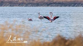 山西運(yùn)城：火烈鳥飛抵鹽湖棲息越冬