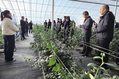 农技专家田间地头“取经”