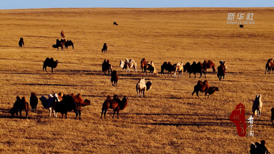 千城百縣看中國丨內蒙古：駝群悠悠
