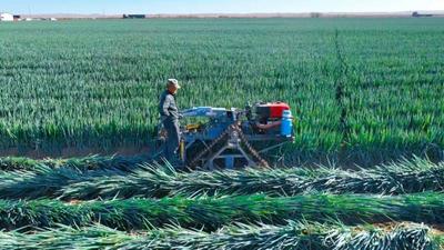孿井灘：“蔥”滿希望繪“豐”景