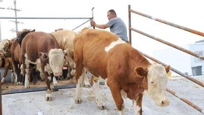 出欄忙不停 牧民靠牛羊掙“豐收財”