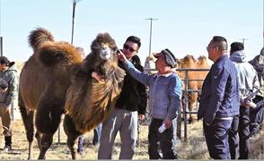 驼产业促增收