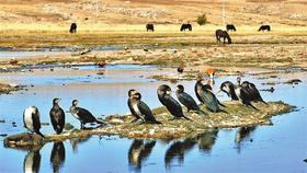 达茂草原的欢腾与静谧