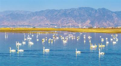 候鳥共秋舞翩躚 　　