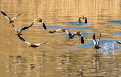 呼和浩特：候鳥蹁躚生態(tài)美
