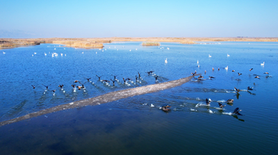 北疆生态画卷里的 “护鸟警色”：杭后公安用行动书写人与自然和谐共生答卷