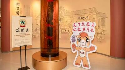 首屆“一帶一路”肉蓯蓉產(chǎn)業(yè)發(fā)展大會即將啟幕 四大亮點(diǎn)等你來解鎖